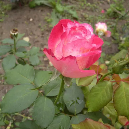 Haus Jeremias Therme Apartment Zalakaros