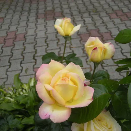 Haus Jeremias Therme Appartement