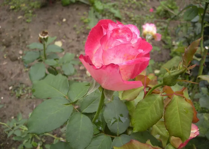 Haus Jeremias Therme Apartment Zalakaros