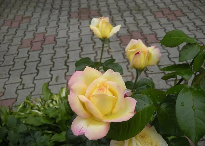 Haus Jeremias Therme Apartmán